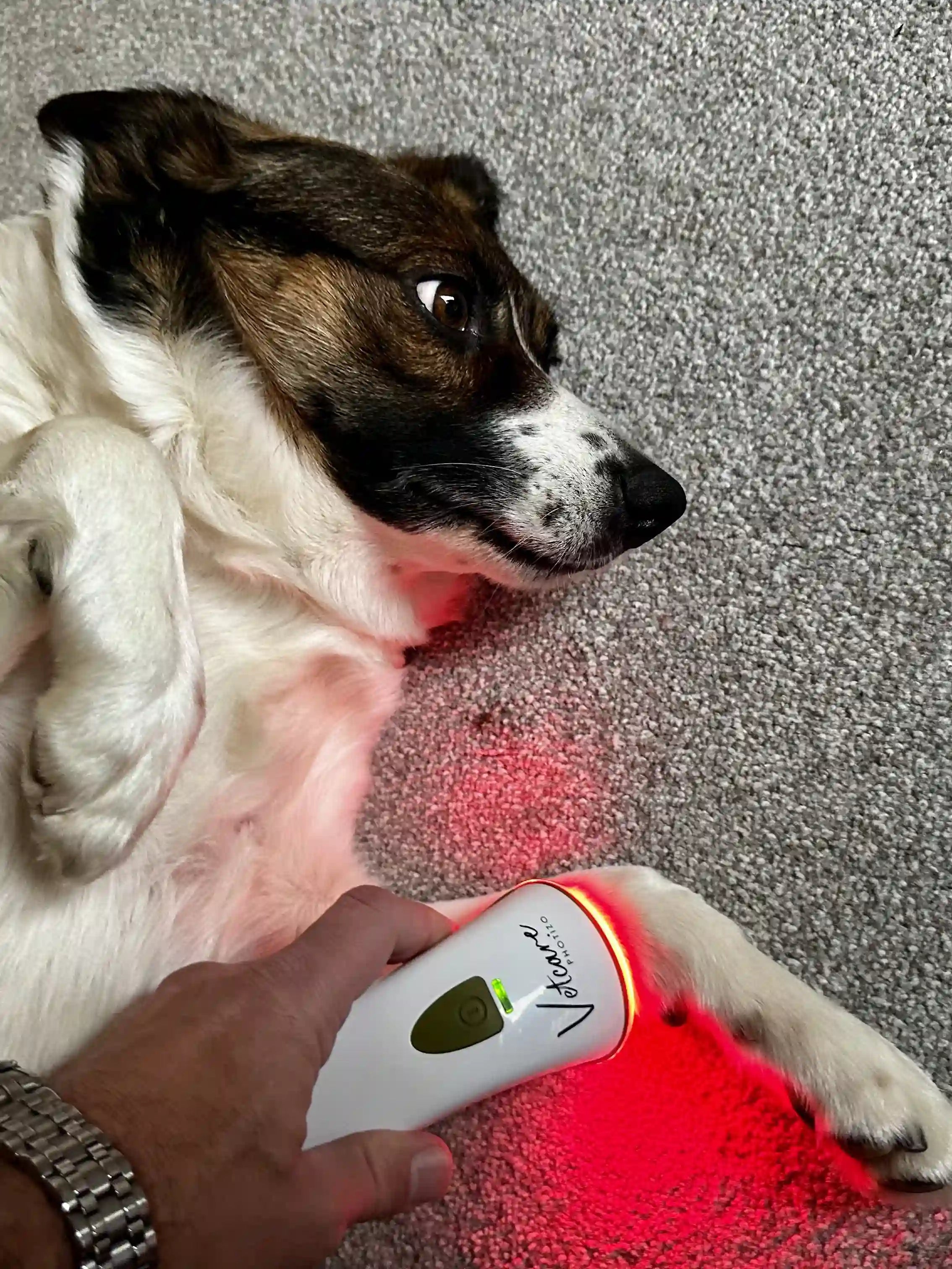Photizo Vetcare Silent Red Light Therapy Device